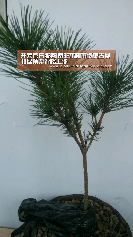 开云体育官网